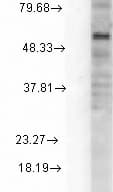 GABRD Antibody (aa15-34, clone S151-3)