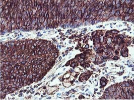 ILVBL Antibody (clone OTI2F1, Carrier-free)