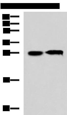 CCDC134 Antibody