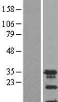 SPIN2A Protein (Over-Expression Lysate Myc-DDK (Flag))
