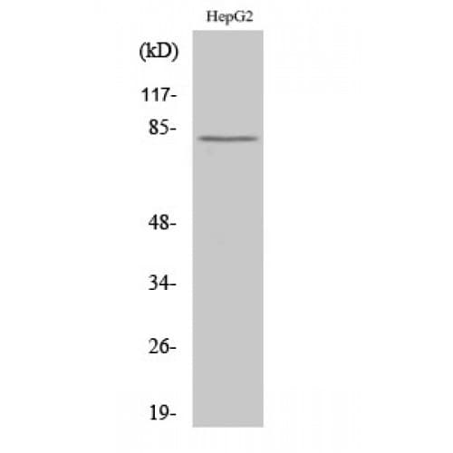 Polyclonal Rabbit anti-Human CAPN11 / Calpain 11 Antibody (370-450 aa, Internal, WB)