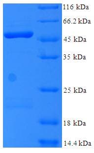 Human BM022 / MRPL1 Protein (Recombinant His-SUMO)