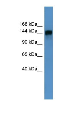 PITPNM1 / NIR2 Antibody (aa117-166)