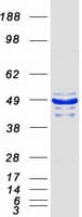 Human PARVB Protein (Recombinant Myc-DDK (Flag))