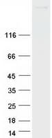 Human STAB2 / HARE Protein (Recombinant Myc-DDK (Flag))