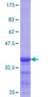 Human FLOT1 / Flotillin 1 Protein (Recombinant GST, N-terminus)