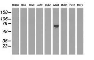 ARHGAP25 Antibody (clone OTI4A9)