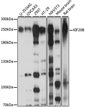 KIF20B Antibody