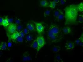 HID1 / C17orf28 Antibody (clone OTI1B10)