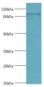 TAF1C Antibody (aa70-320)