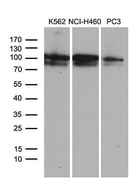 OTUD7B / Cezanne Antibody (aa449-729, clone OTI2E2, Carrier-free)