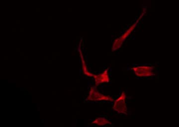 DNAJB1 / Hsp40 Antibody