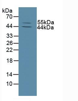 MMP13 Antibody (aa290-468, Biotin)