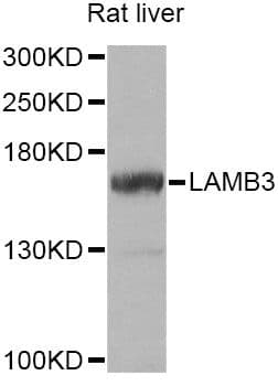 LAMB3 / Laminin Beta 3 Antibody