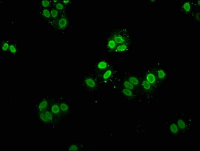 HIST1H2AI Antibody
