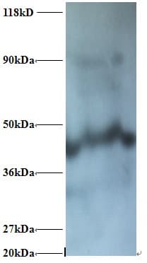 NDUFA1 Antibody (Biotin)