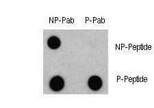 Polyclonal Rabbit anti-Human MAP1LC3A / LC3A Antibody (phospho-Ser12, WB)