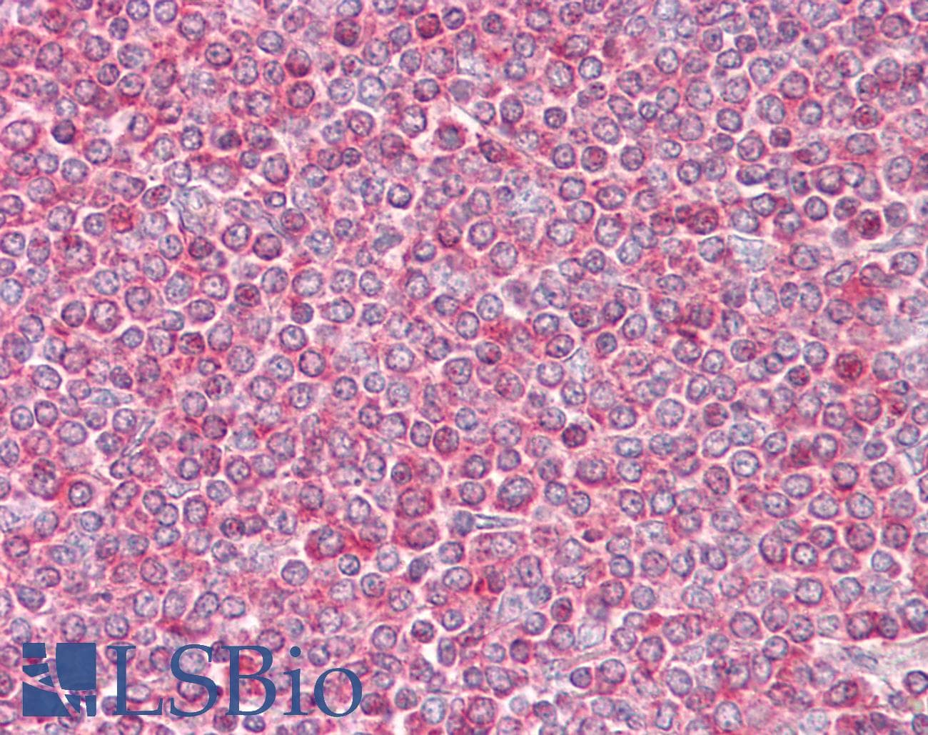 IHC-plus™ ACTB / Beta Actin Antibody (aa2-16)