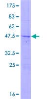 Human LRRC29 Protein (Recombinant GST)
