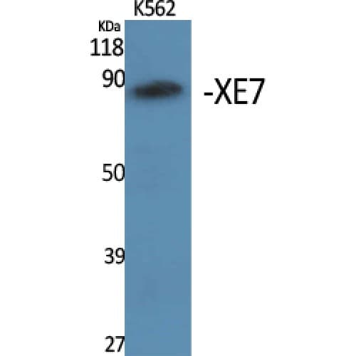 Polyclonal Rabbit anti-Human AKAP17A / 721P Antibody (590-670 aa, C-terminal, WB)