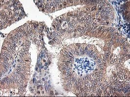 ALS2CR1 / NIF3L1 Antibody (clone OTI2B7)