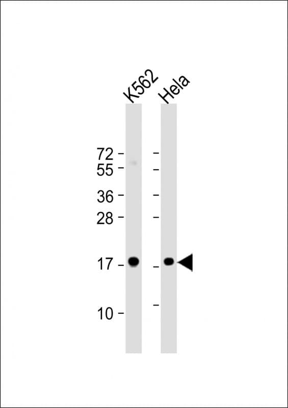 SUMO1 / SMT3 Antibody (Asp86, C-Terminal)