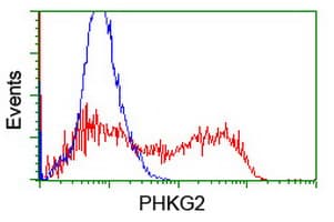 PHKG2 Antibody (clone OTI2A3)