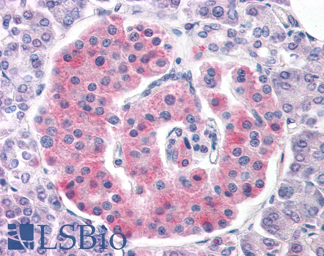 IHC-plus™ KCNJ11 / Kir6.2 Antibody (aa30-42)