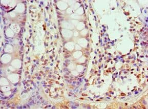 ATG10 Antibody (aa1-220)