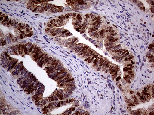 MAGEB4 Antibody (aa1-193, clone OTI1B5)