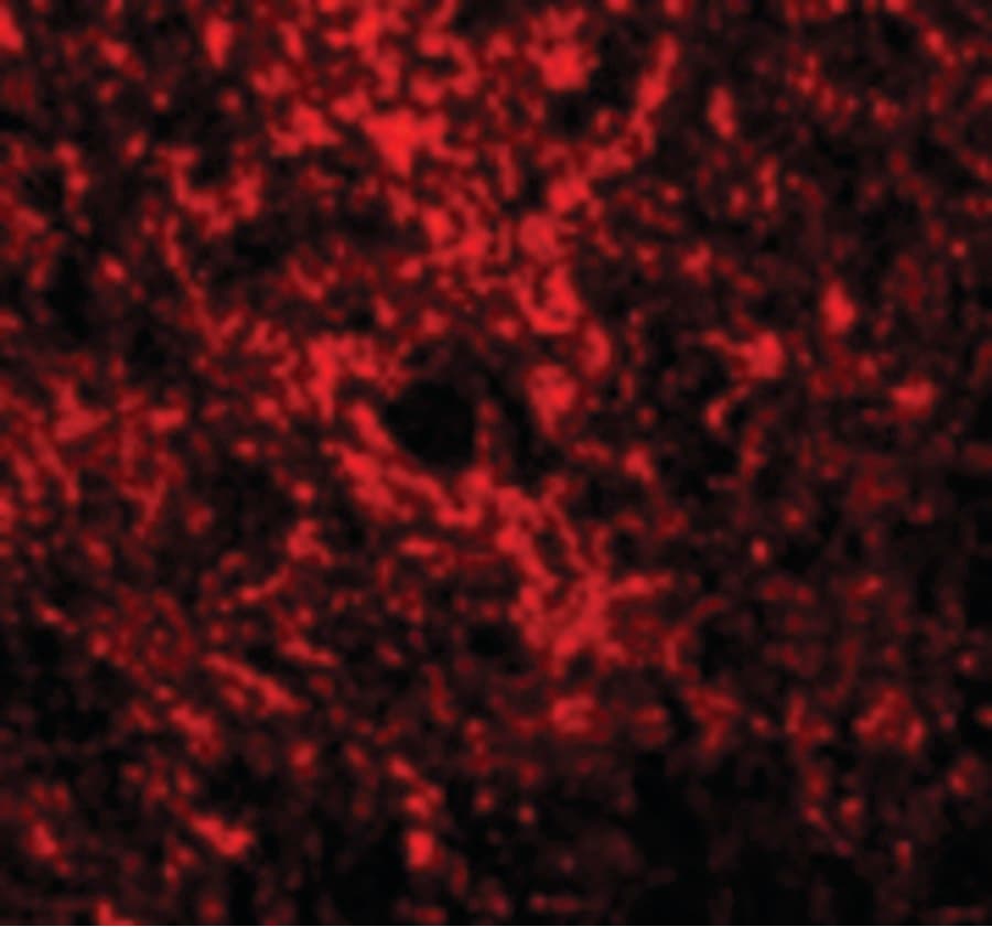 IHC-plus™ GATA3 Antibody