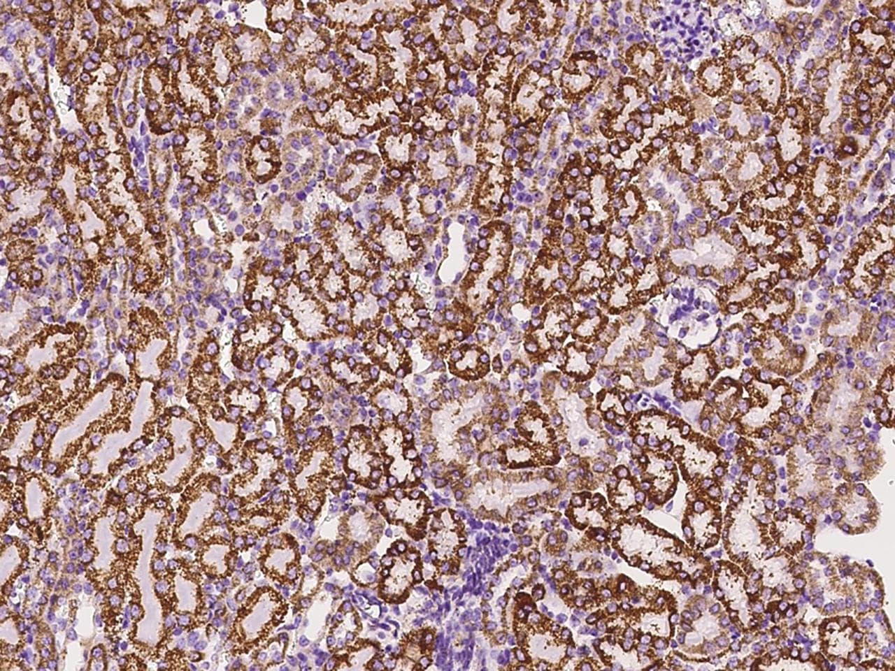 HSPD1 / HSP60 Antibody (Preservative Free)