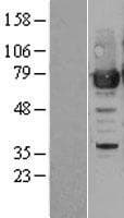 PRMT7 Protein (Over-Expression Lysate Myc-DDK (Flag))