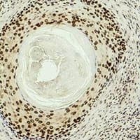 HIST1H3H Antibody