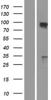 TAX1BP1 Protein (Over-Expression Lysate Myc-DDK (Flag))