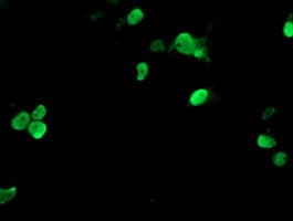 TAL1 Antibody (clone OTI5A5)