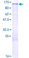 Human UBE1L / UBA7 Protein (Recombinant GST)