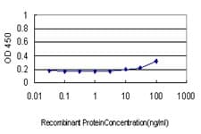 BAD Antibody (clone 3H8)
