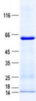 Human ZNF680 Protein (Recombinant His, N-Terminal)