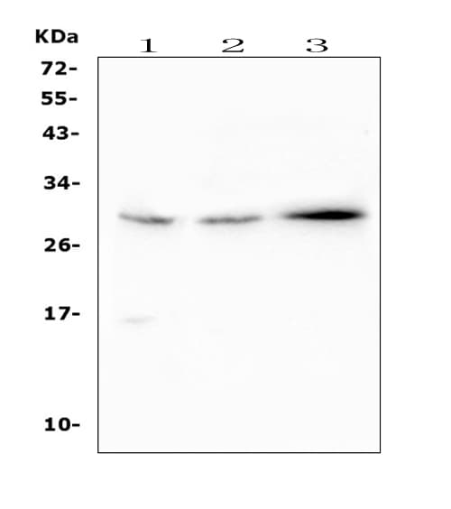 SOCS3 Antibody (aa71-85)