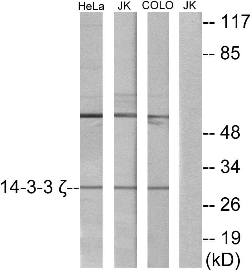 Polyclonal Rabbit anti-Human YWHAZ / 14-3-3 Zeta Antibody (WB)