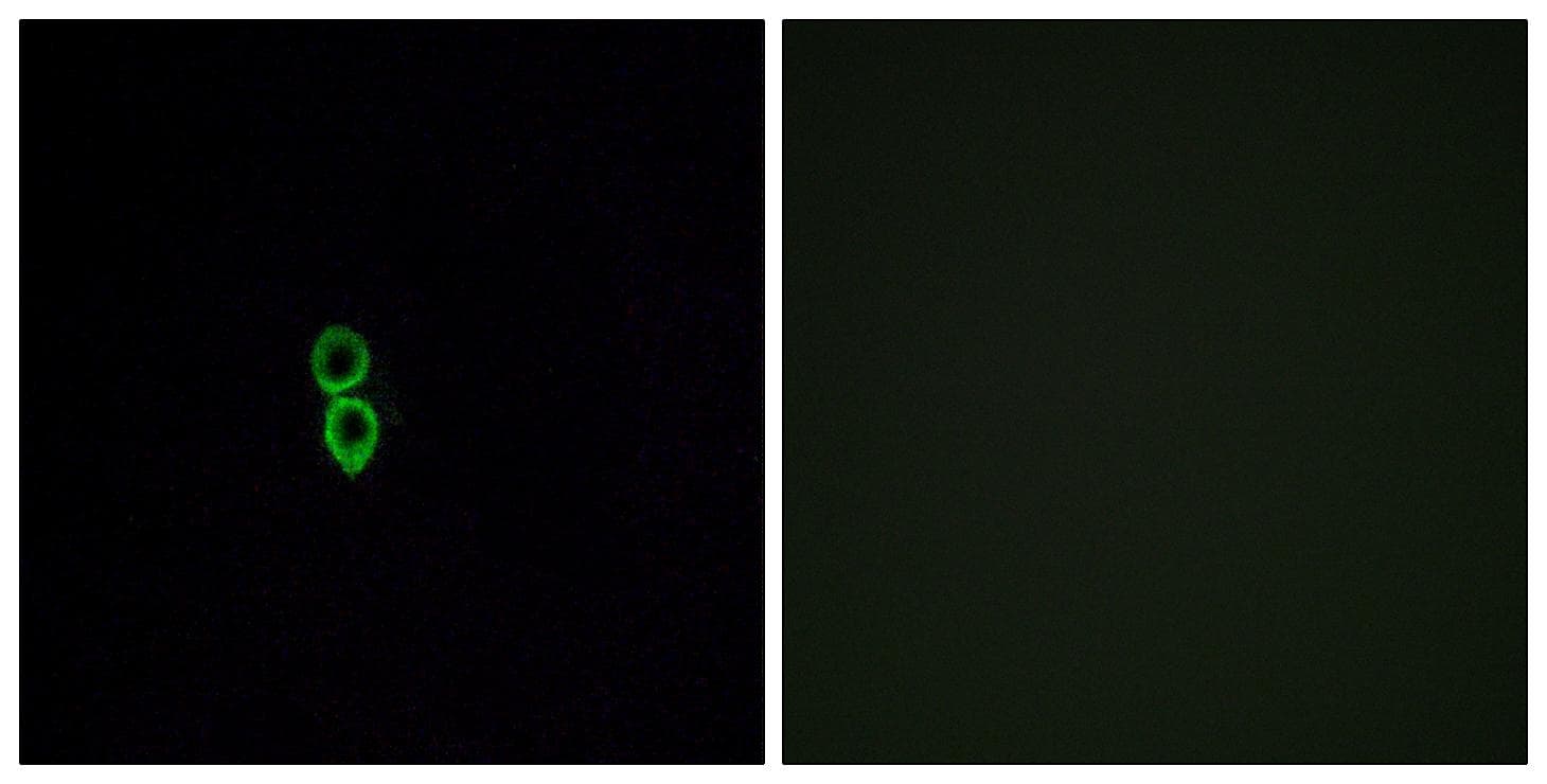 Polyclonal Rabbit anti-Human OR5W2 Antibody (IF, WB)