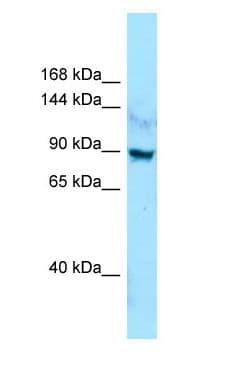 LAP1 / LRRC7 Antibody (aa1235-1284)
