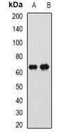 CTNNBL1 / NAP Antibody
