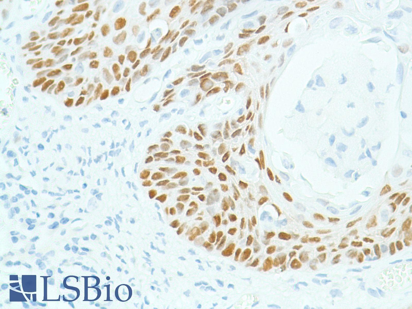 SOX2 Antibody (N-Terminus, clone SP76)
