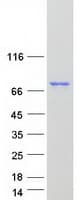 Human GIMAP8 Protein (Recombinant Myc-DDK (Flag))