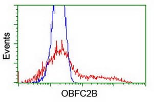 NABP2 Antibody (clone OTI1E11, Carrier-free)