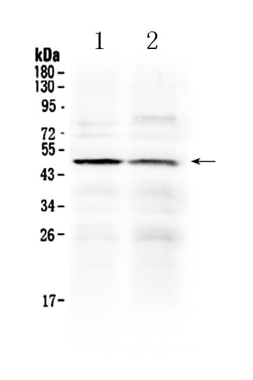Polyclonal Rabbit anti-Human HTRA3 Antibody (WB)