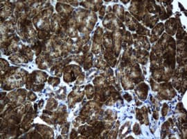 SCAD / ACADS Antibody (aa34-260, clone OTI1D2, Carrier-free)