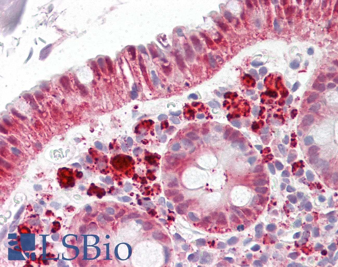 Selenium Binding Protein 1 Antibody (C-Terminus)